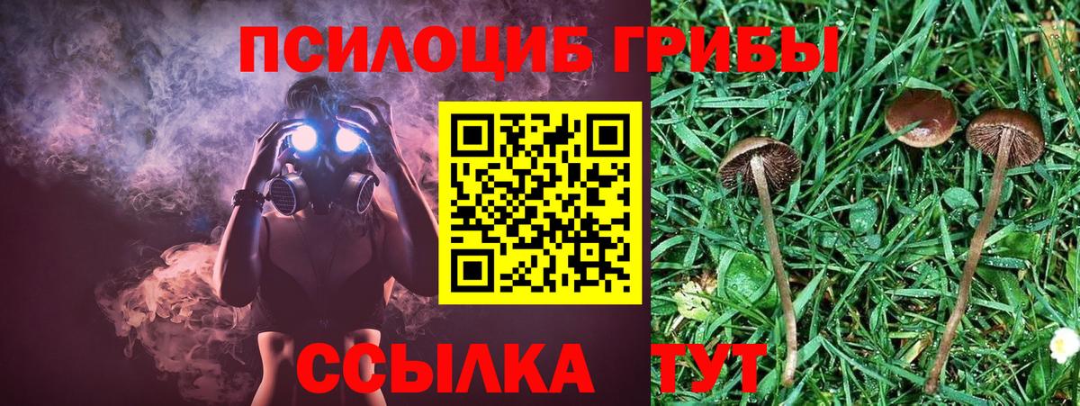 Псилоцибиновые грибы Magic Shrooms  цена наркотик  Гай  Вход с VPN 
